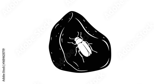 insect in stone fossil, beetle, nature, entomology, art