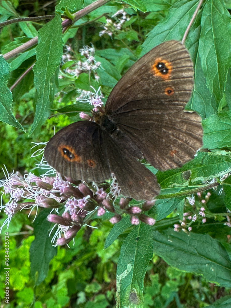 Fototapeta premium A beautiful butterfly with dark wings rests on a delicate flower, surrounded by vibrant green foliage in a natural outdoor setting. in trentino Italy