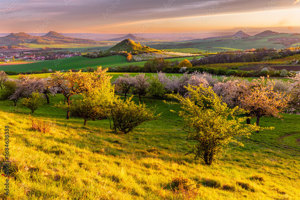 Naklejka premium Cherry orchard in bloom at sunset with scenic view of volcanic hills in Central Bohemian Uplands, Czech Republic, during springtime.