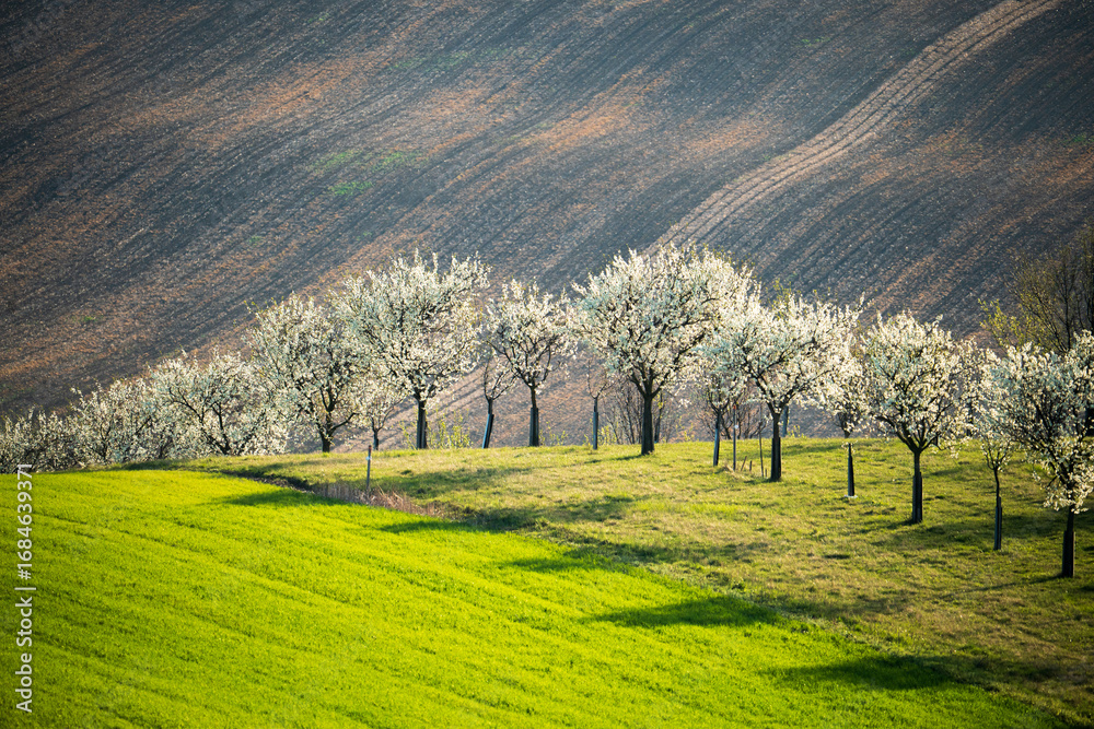 Obraz premium Row of Blossoming Trees on Hillside