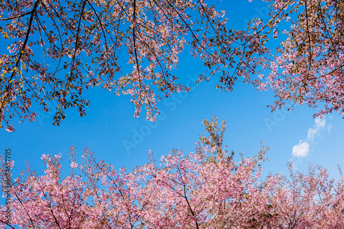 The beauty of the Himalayan cherry blossoms against a blue sky as a background.