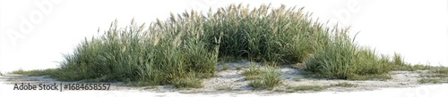 Lush clump of tall grasses on sandy ground