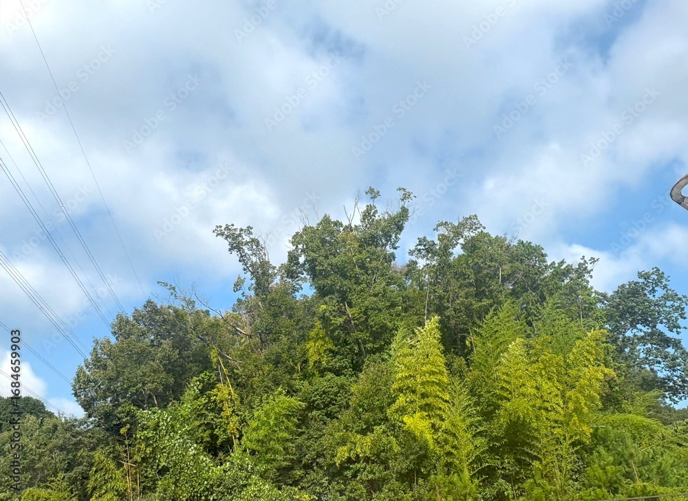 Obraz premium 青い空に生い茂る青々とした森