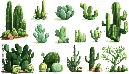 Collection of diverse desert cactus plants and succulents in various shapes and sizes isolated on white