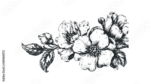 Hand Drawn Blossom Branch with Leaves on Transparent Background. Vector hand drawn illustration