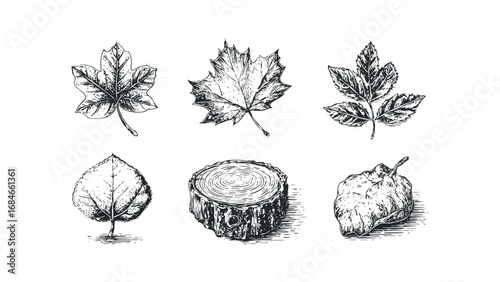 Hand Drawn Botanical Elements Collection Featuring Leaves and Tree Stump. Vector hand drawn illustration
