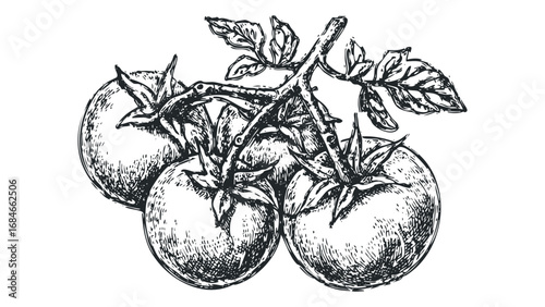 Hand Drawn Vine With Ripe Tomatoes and Leaves on White. Vector hand drawn illustration