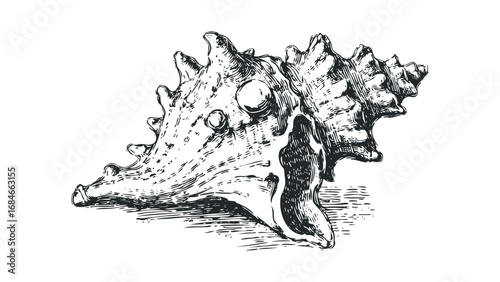 Detailed pen and ink sketch of a large conch shell with textured surface on transparent background. Vector hand drawn illustration
