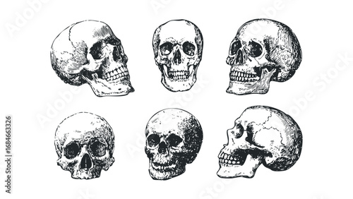 Vintage Skull Illustrations Various Angles Isolated on Transparent Background. Vector hand drawn illustration