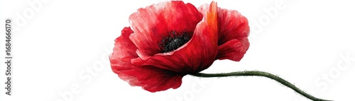 Red poppies displayed for remembrance day concept. A vibrant red poppy flower on a delicate stem, symbolizing beauty.