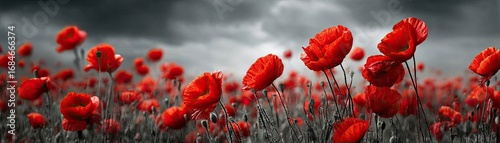 Red poppies displayed for remembrance day concept. Vibrant red flowers blooming in a dramatic black and white landscape.
