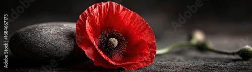 Red poppies displayed for remembrance day concept. A vibrant red poppy flower resting gently on a smooth stone.