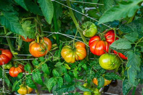 Red tomatoes growing in a vegetable garden close-up