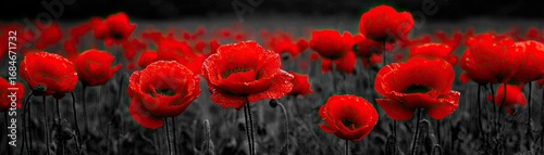 Red poppies displayed for remembrance day concept. Vibrant red poppies blooming in a serene field during spring.