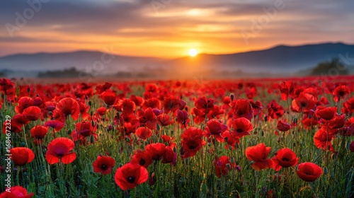 Red poppies displayed for remembrance day concept. A vibrant field of red poppies under a stunning sunset sky.