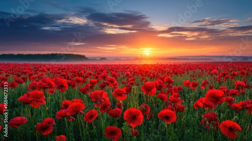 Red poppies displayed for remembrance day concept. Vibrant red poppy field at sunrise under a colorful sky.
