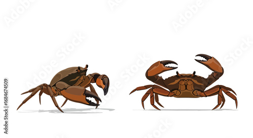 Two brown crabs with raised claws facing each other, showcasing their protective nature and strength