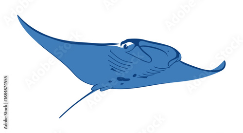 Graceful blue manta ray glides through ocean depths, a majestic marine life wonder