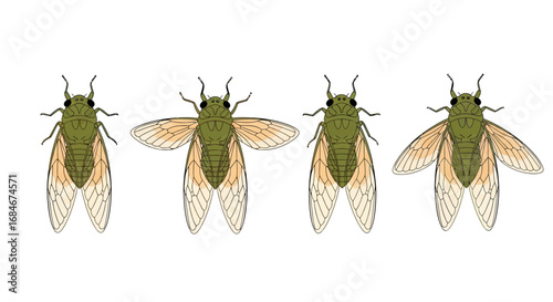 Four detailed green cicadas with translucent wings displayed in a row, showing natural insect anatomy