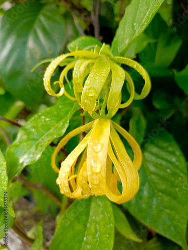 Ylang-Ylang flower (ilang ilang), Cananga odorata, yellow petals as long, flat lines that are bent, far fragrant, with water drop of rainy season in ornamental garden. Chiang Mai, Thailand.