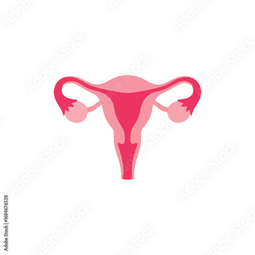 Simplified anatomical illustration of the female reproductive system.