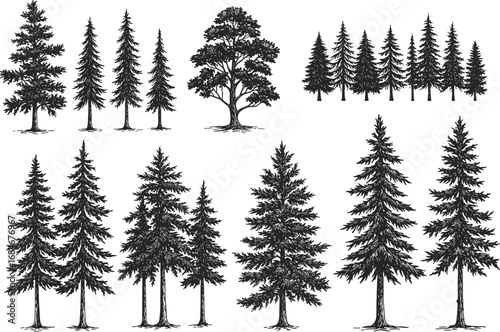 Hand drawn pine trees illustration, vintage forest silhouette set, black and white evergreen landscape elements, nature drawing, woodland clipart