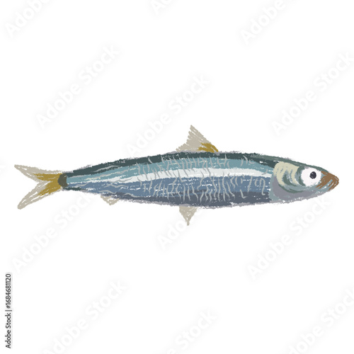 Hand drawn sardine fish illustration