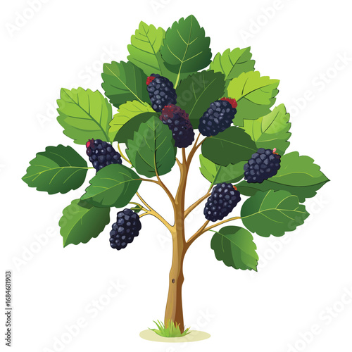 Delicate mulberry tree with dark, ripe fruits and broad leaves, a healthy and detailed illustration on a clean white background, for nature or food themes.