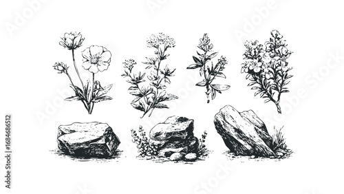 Hand Drawn Botanical Sketch of Wildflowers and Rocks on Transparent Background. Vector hand drawn illustration