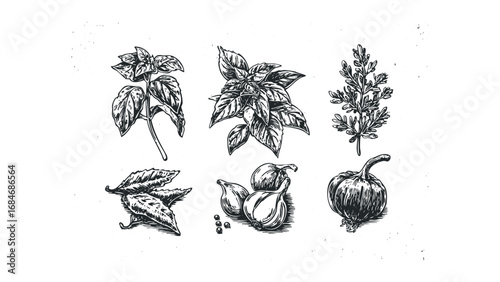 Hand Drawn Herbs and Garlic with Vintage Botanical Style. Vector hand drawn illustration