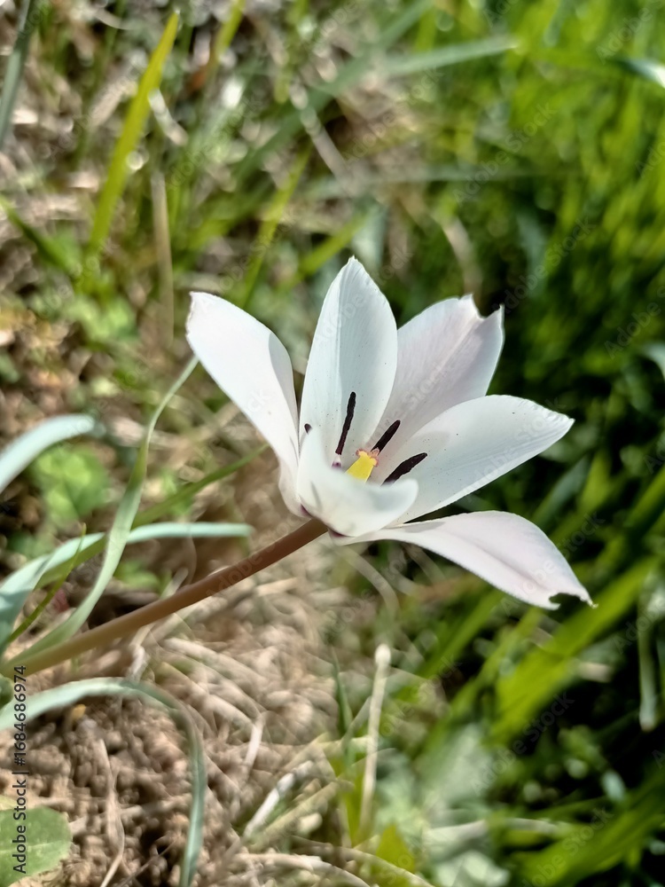 Fototapeta premium snowdrop flower in the forest