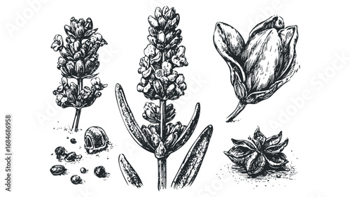 Hand Drawn Lavender Sprigs and Star Anise Spice on Transparent Background. Vector hand drawn illustration