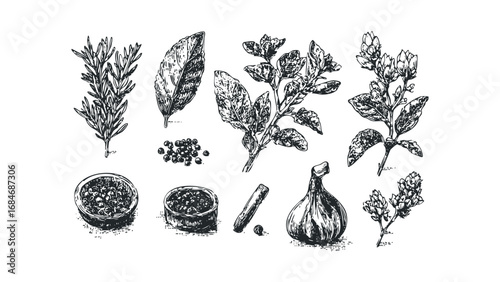 Hand-drawn collection of culinary herbs and spices on a transparent background. Vector hand drawn illustration