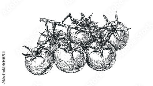 Vine-ripened tomatoes sketch on transparent background. Vector hand drawn illustration