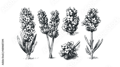 Hand Drawn Lavender Sprigs and Stems Collection on Transparent Background. Vector hand drawn illustration