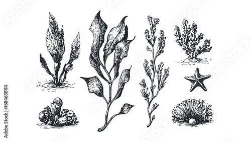 Collection of hand drawn marine plants and starfish with pearl. Vector hand drawn illustration