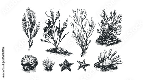 Vintage sketch of diverse oceanic flora and fauna on transparent background. Vector hand drawn illustration