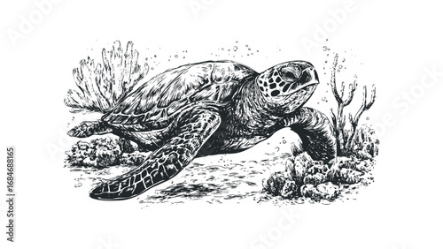 Sea turtle swimming near coral and plants on transparent background. Vector hand drawn illustration
