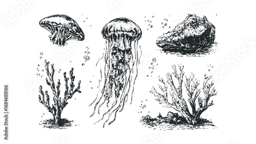 Hand Drawn Sea Life Collection Jellyfish Coral and Rock. Vector hand drawn illustration