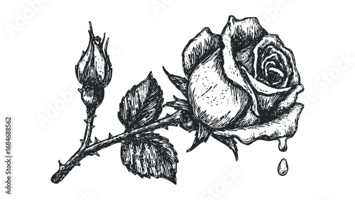Sketch of a rose with petals and leaves, black ink on transparent background. Vector hand drawn illustration