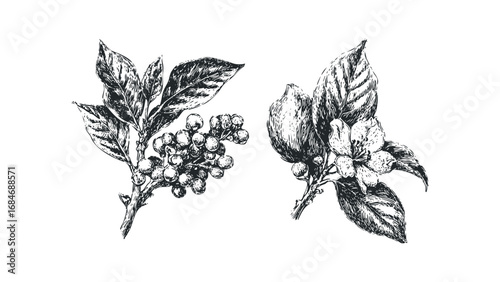 Sketch of coffee cherry branch with flower and beans. Vector hand drawn illustration