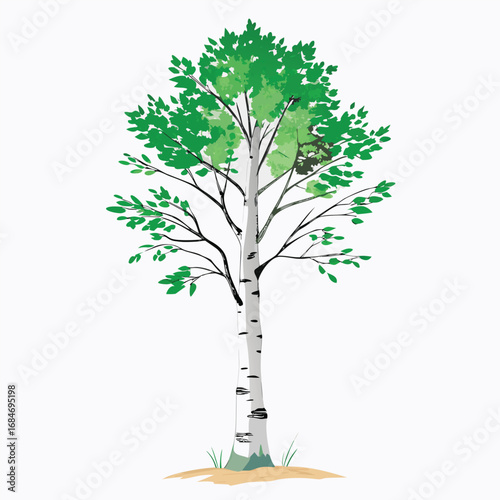 Lone birch tree with beautiful white bark and sparse green leaves, a graceful and elegant illustration on a clean white background, for nature or seasons.
