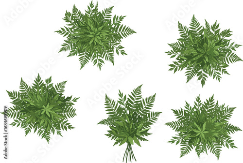 Top view of green fern plants, lush foliage, nature greenery, botanical illustration, tropical leaves, plant collection, fresh garden art