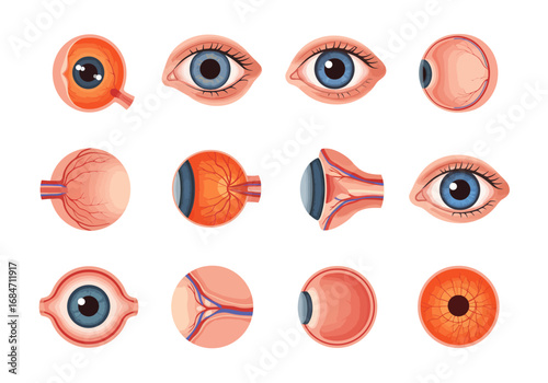 A collection of illustrated human eyes showcasing varying perspectives and anatomical details