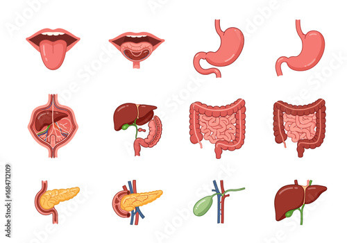 Anatomical chart displaying various organs of the human digestive system