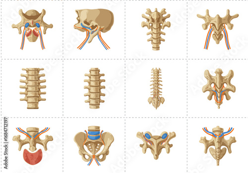 Anatomical chart shows vertebral sections joints and skull featuring connecting tissues in blue  orange