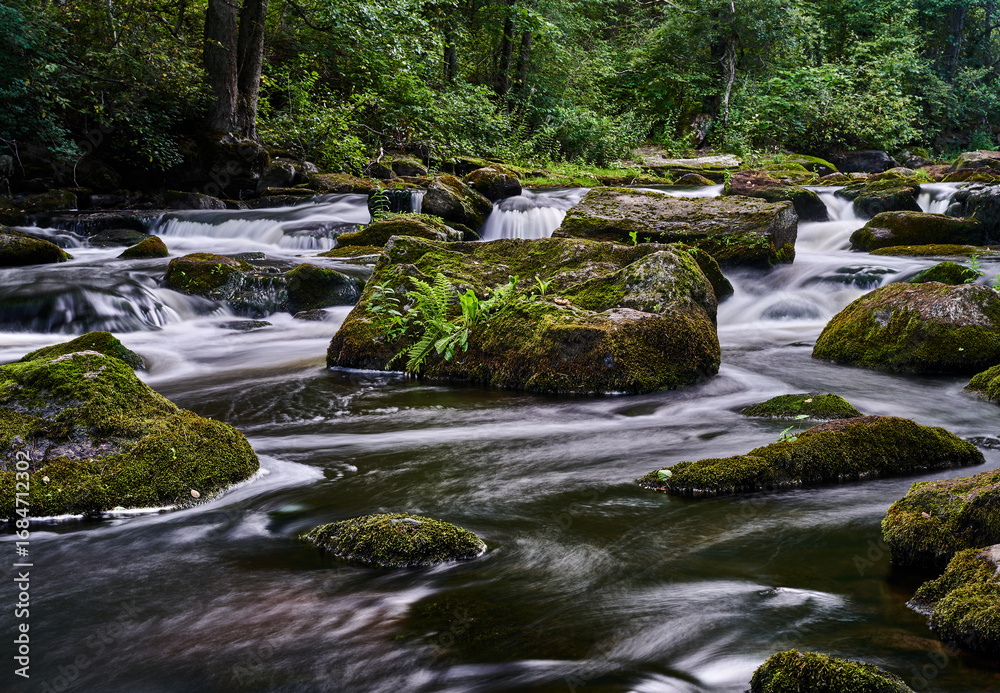 Obraz premium river in forest