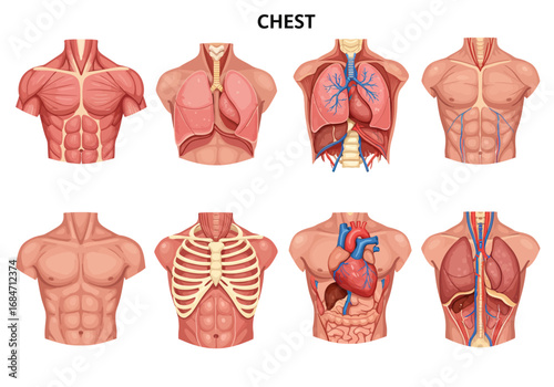 Anatomical diagrams depict human chest structures in eight variations