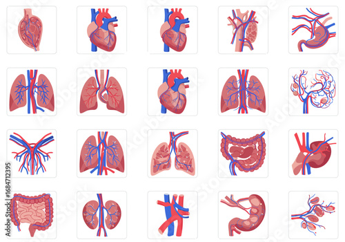 Anatomical icons showing vascular systems of human organs with red and blue vessels displayed on a white background