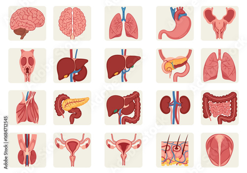 Collage of anatomical diagrams brain lungs heart liver kidneys intestines stomach pancreas bladder uterus muscles skin throat